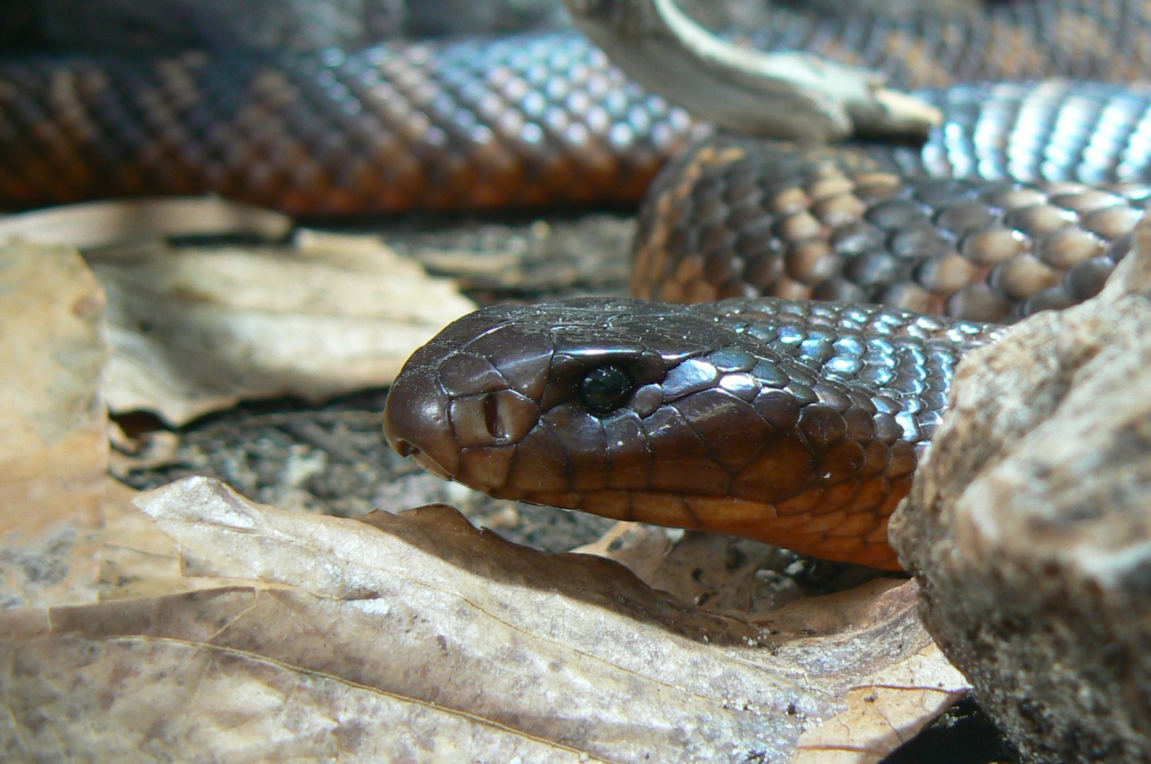 Planet Exotica - Collett's snake