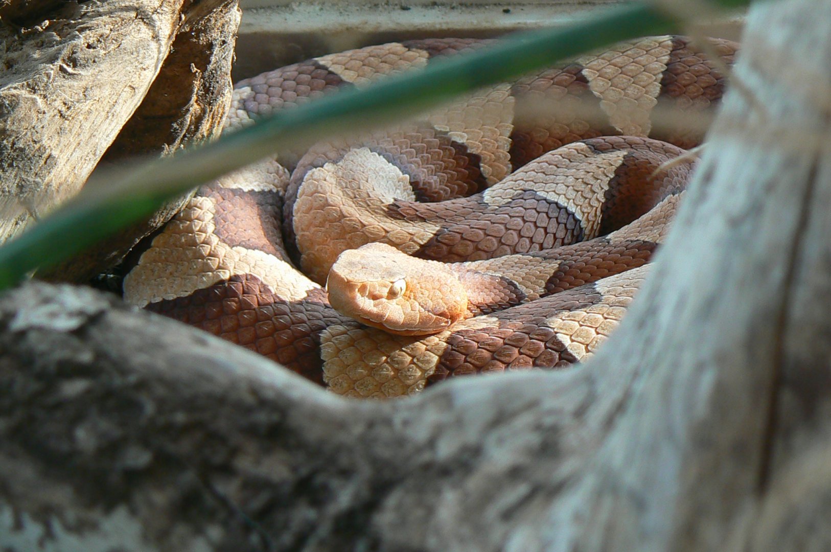 Planet Exotica - Copperhead