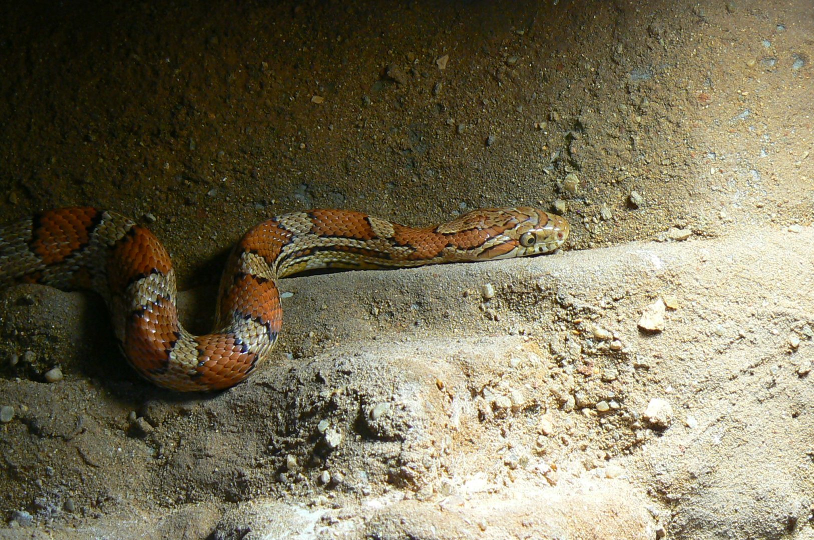 Planet Exotica - Corn snake