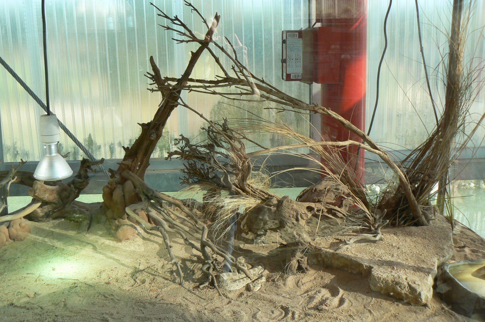 Planet Exotica - Desert horned viper terrarium