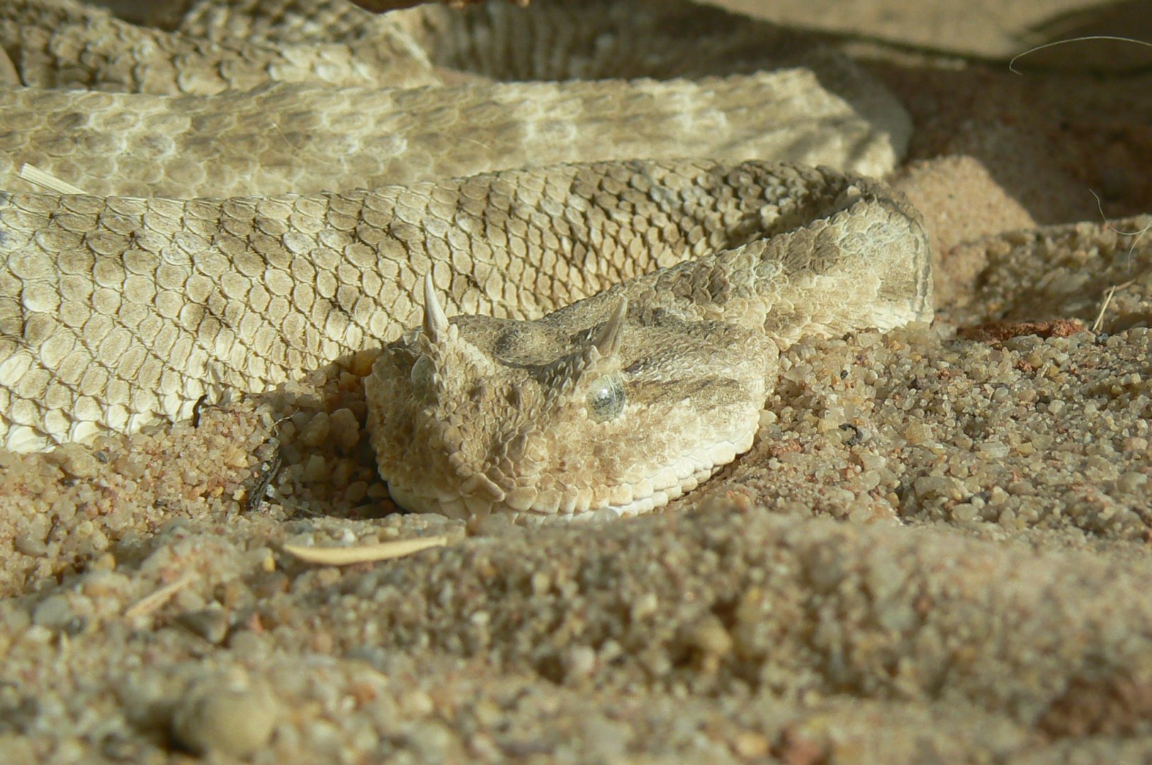 Planet Exotica - Desert horned viper