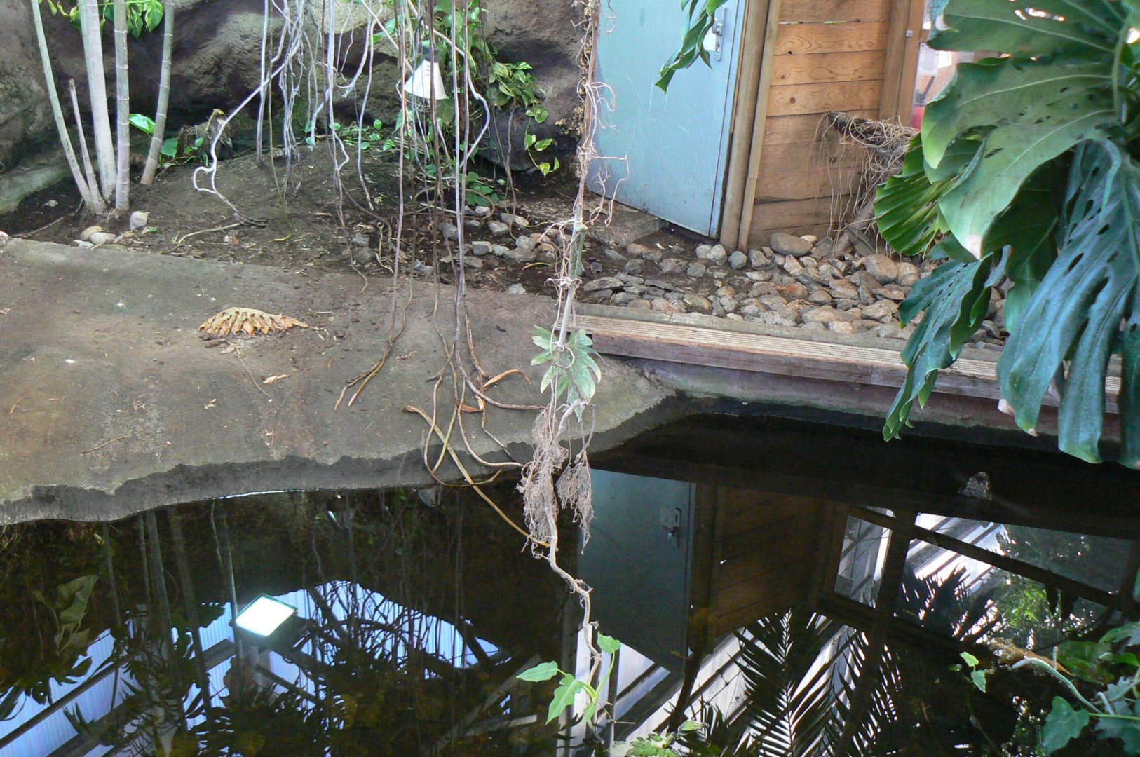 Planet Exotica - Dwarf crocodiles enclosure