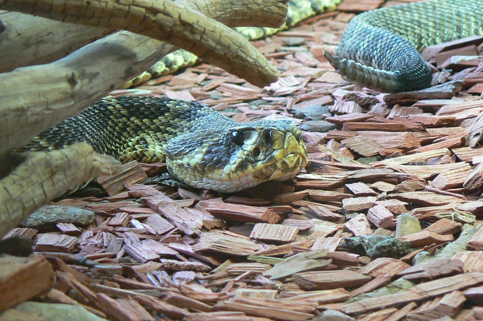 Planet Exotica - Eastern diamondback rattlesnake