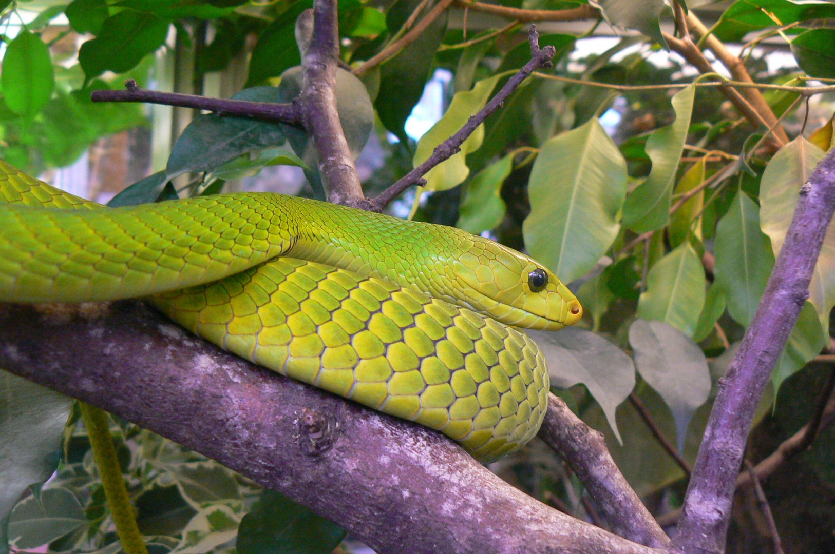 Planet Exotica - Eastern green mamba