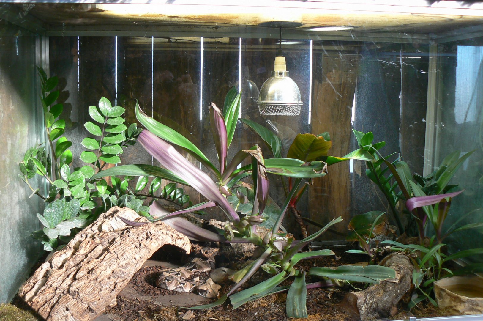 Planet Exotica - Gaboon viper terrarium