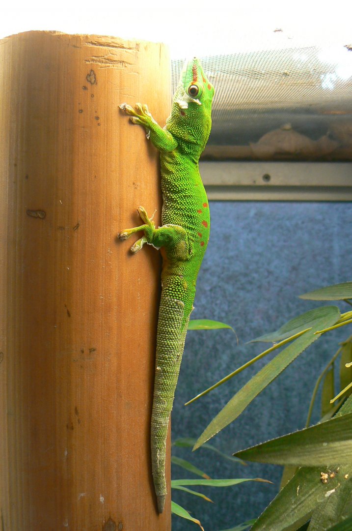 Planet Exotica - Greater Madagascar day gecko