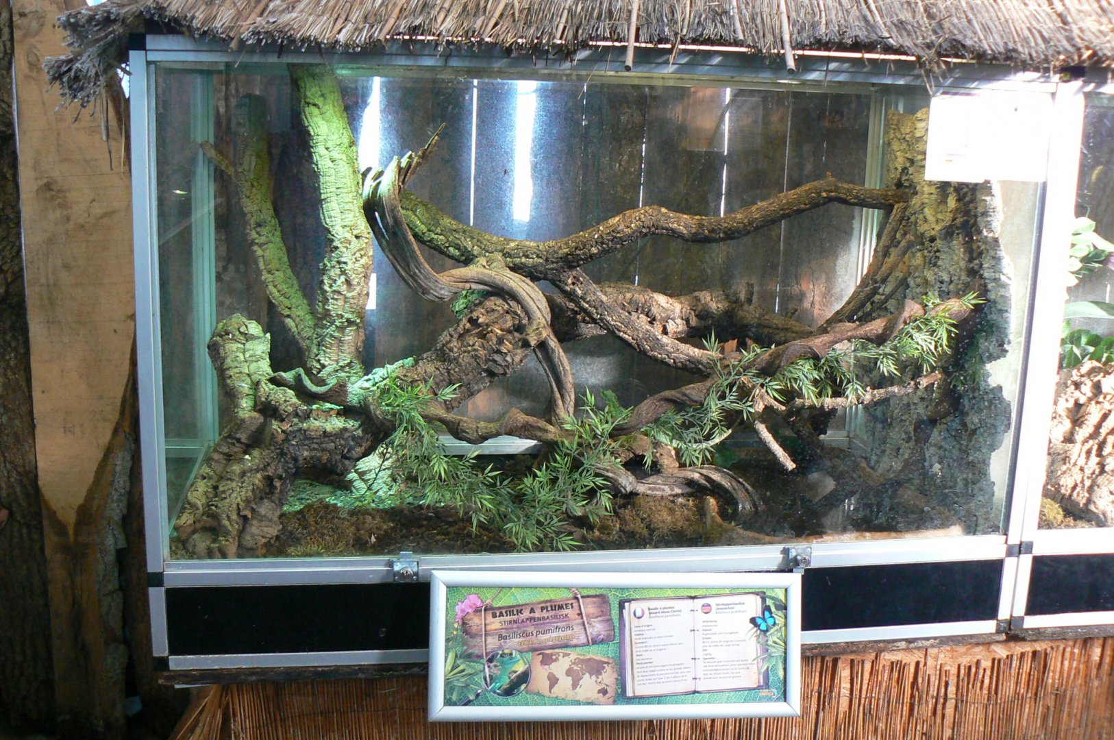 Planet Exotica - Green basilisks terrarium