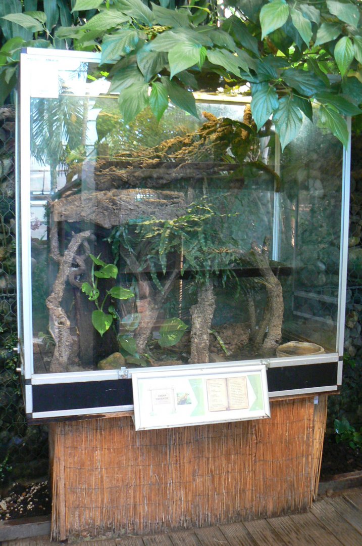 Planet Exotica - Green tree monitors terrarium