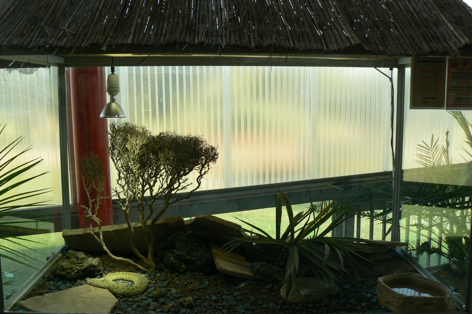 Planet Exotica - Hopi rattlesnake terrarium