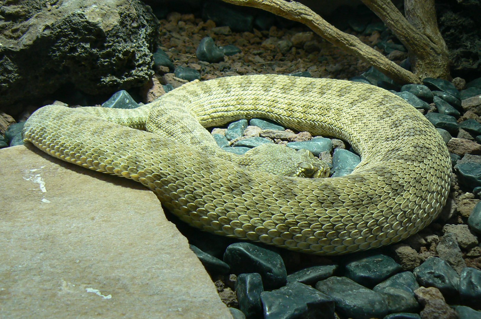 Planet Exotica - Hopi rattlesnake