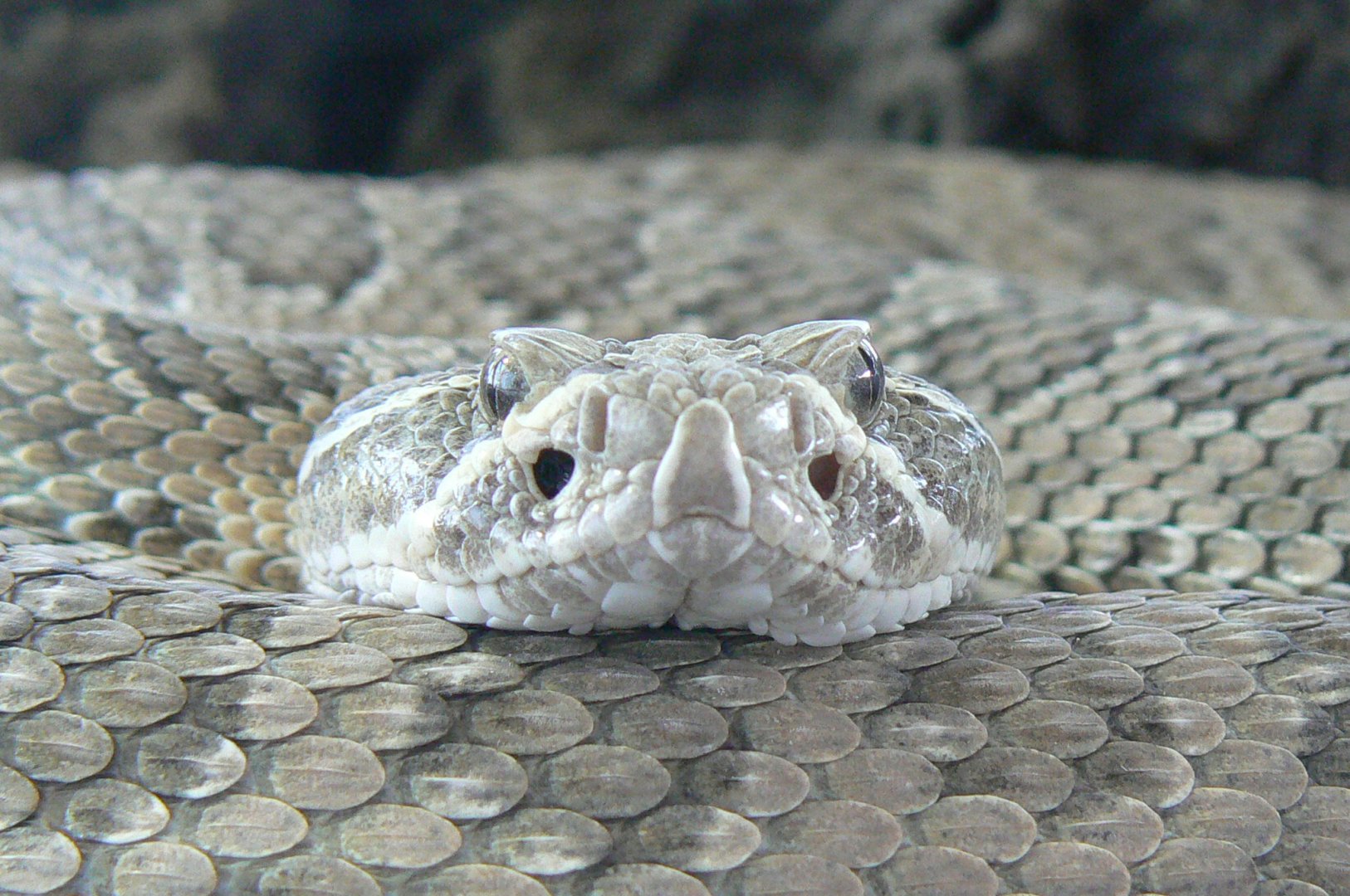 Planet Exotica - Hopi rattlesnake