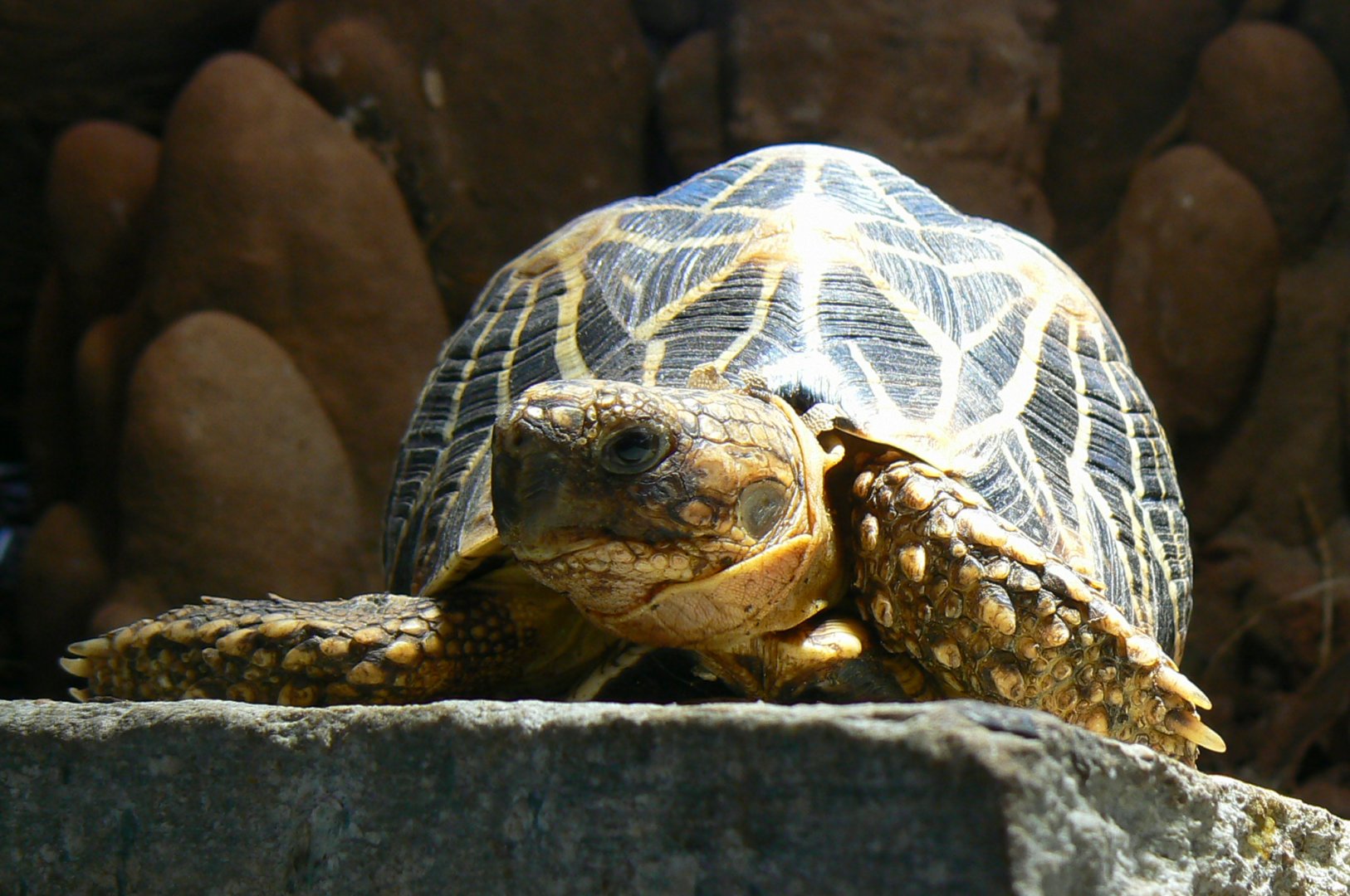 Planet Exotica - Indian star tortoise