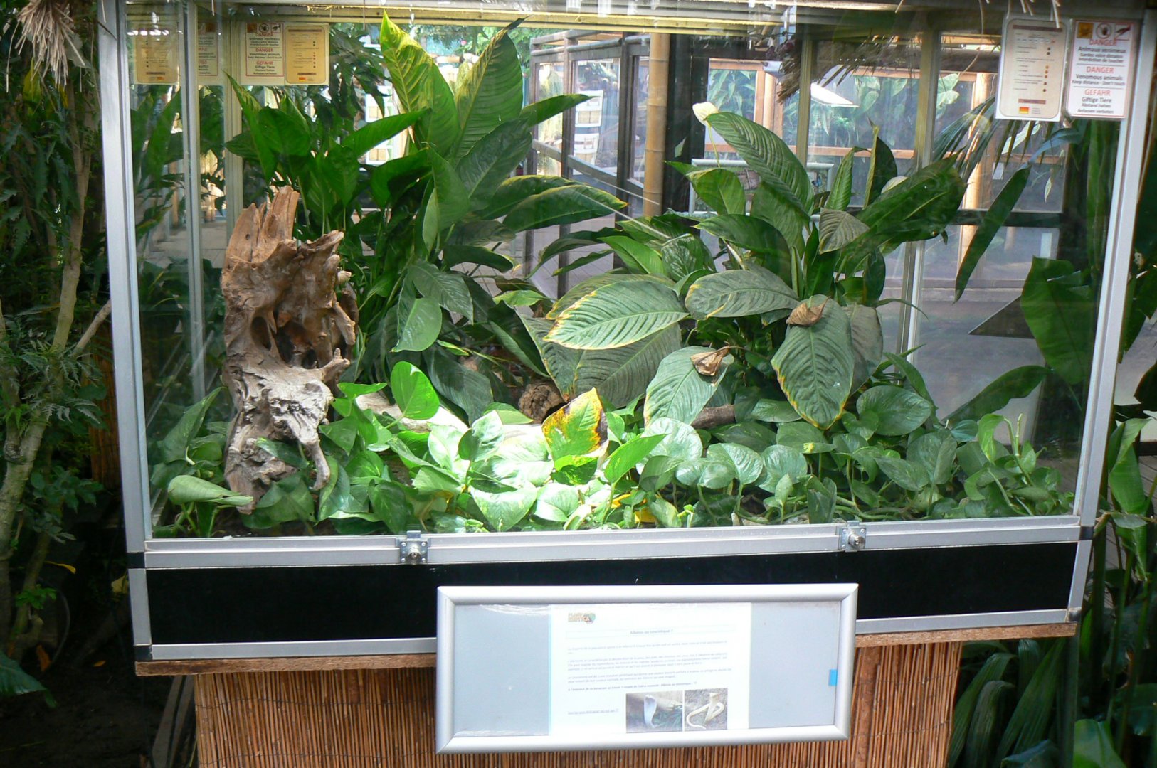 Planet Exotica - Leucistic monocled cobras terrarium