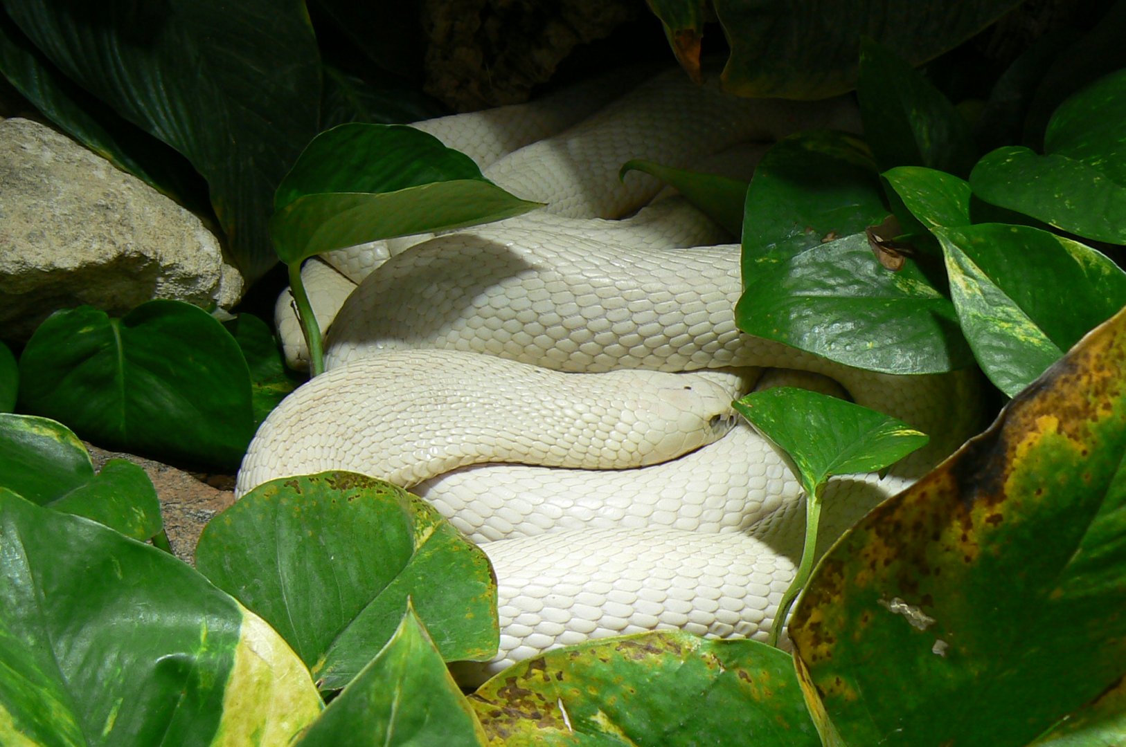 Planet Exotica - Leucistic monocled cobras