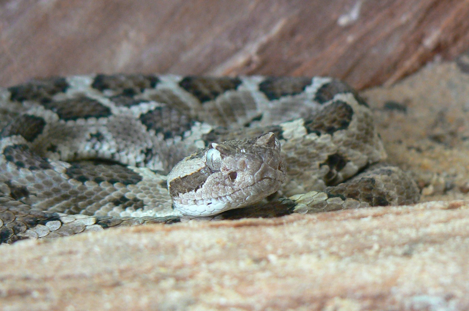 Planet Exotica - Lower California rattlesnake