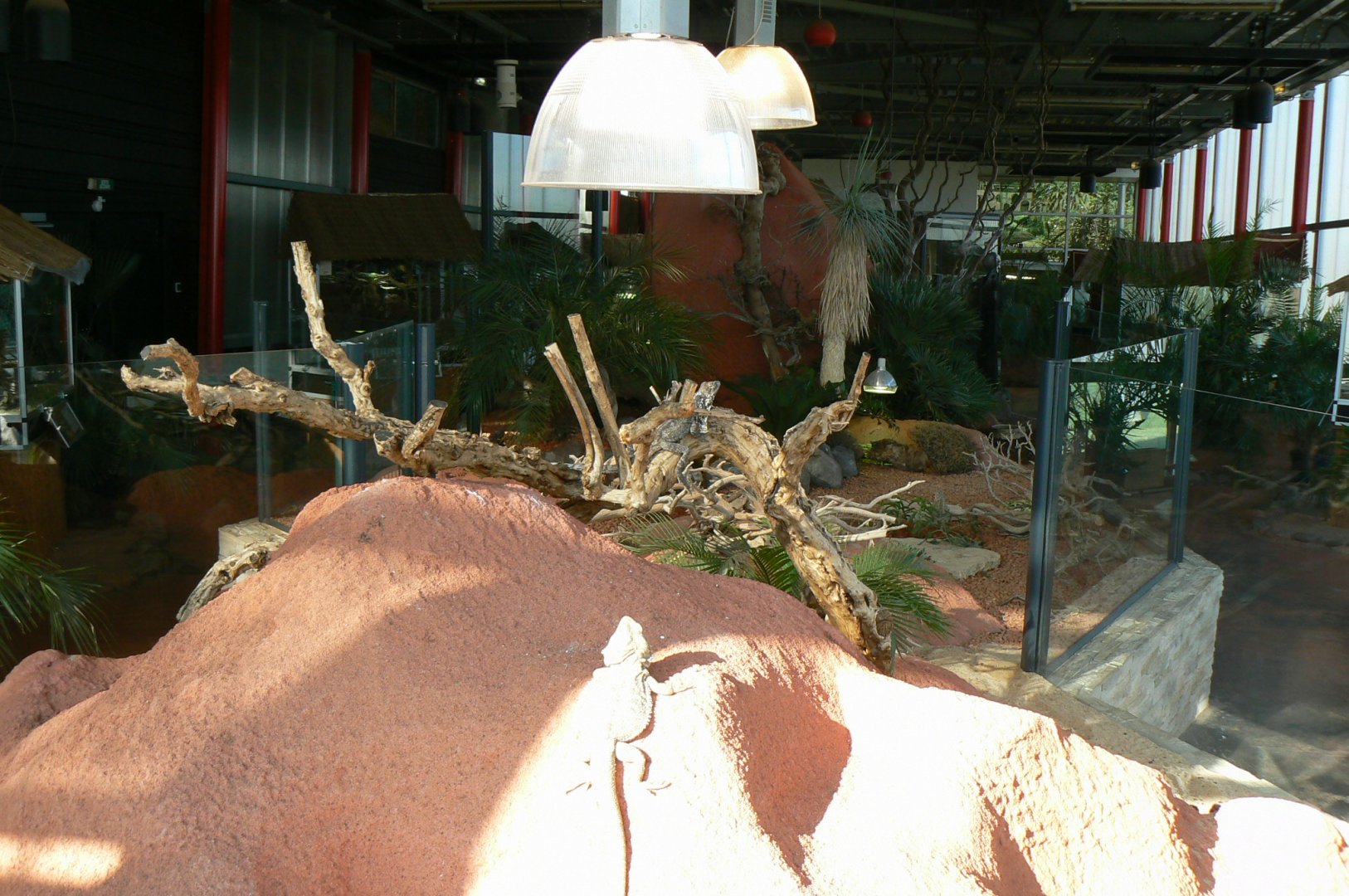 Planet Exotica - Mixed enclosure for blue-tongue skinks, central bearded dragons and frill-necked lizards