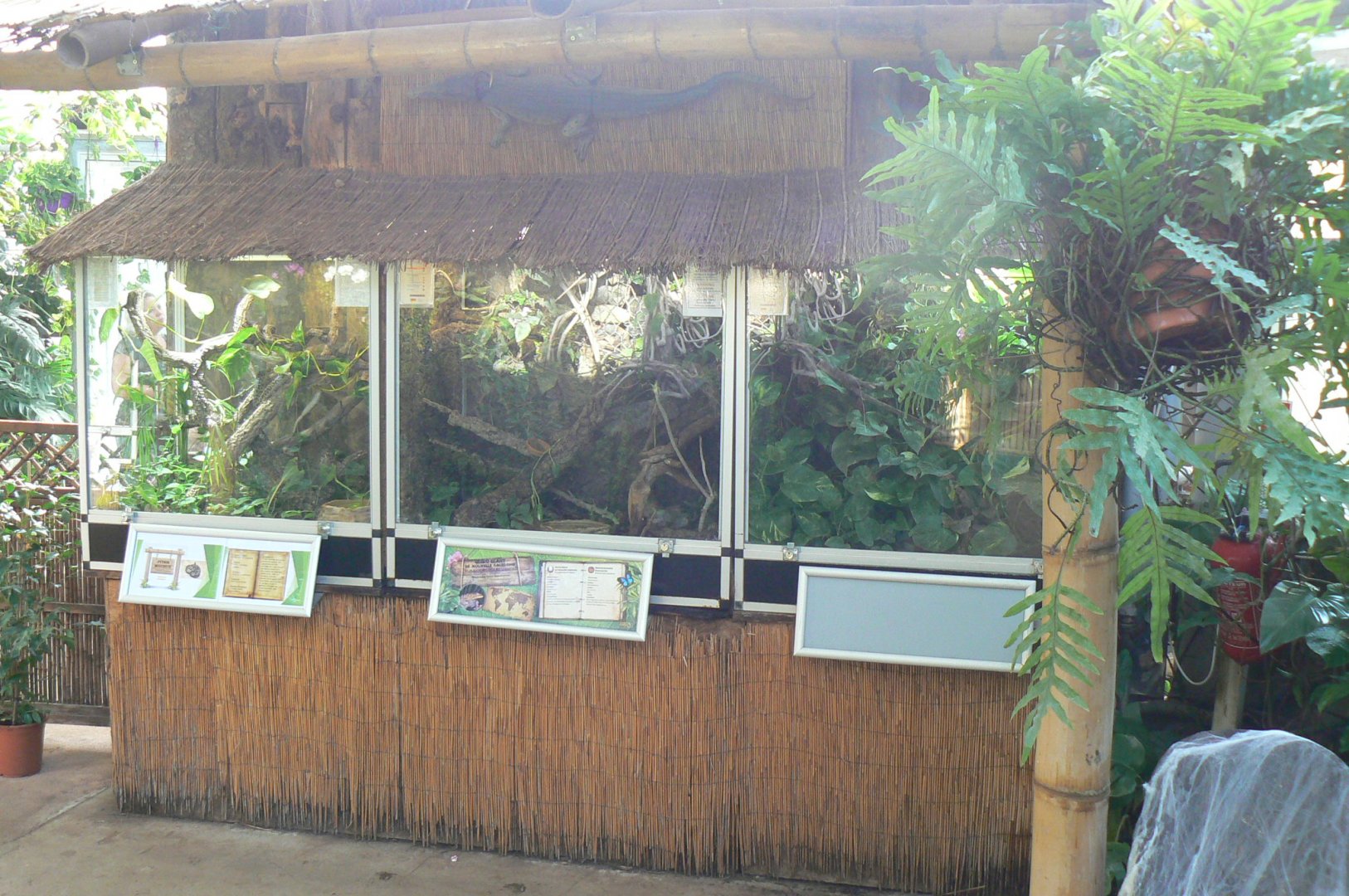 Planet Exotica - New Caledonia giant geckos and spotted pythons terrariums