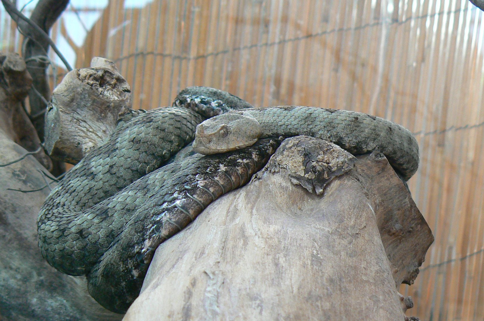 Planet Exotica - Nose horned viper