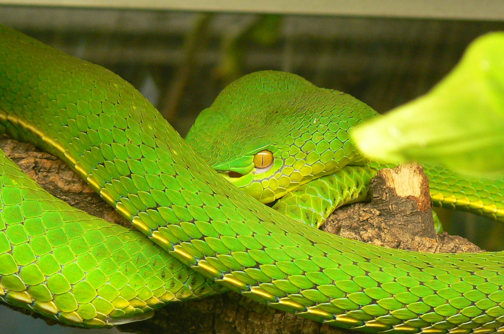 Planet Exotica - Pope's tree viper