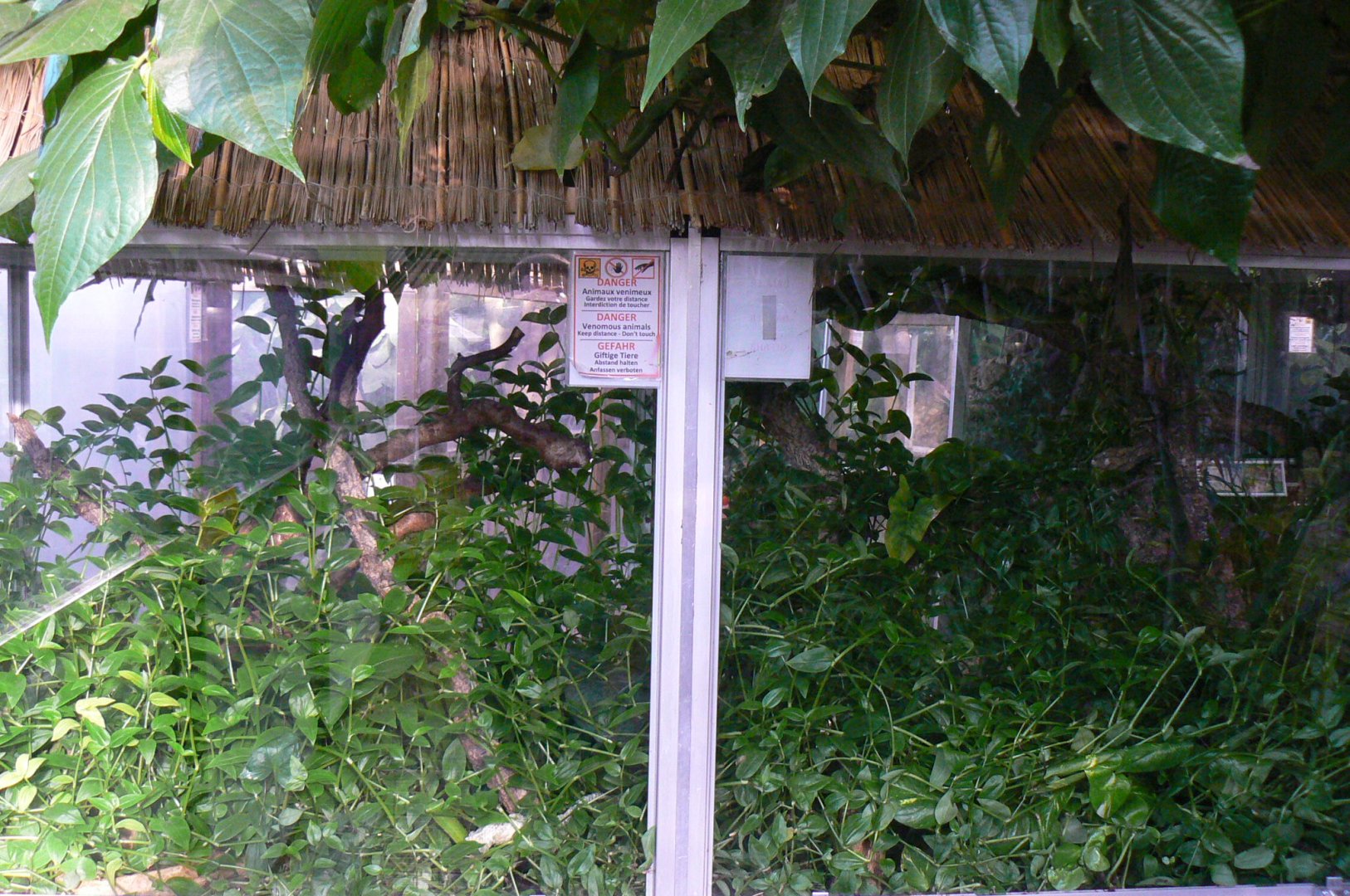 Planet Exotica - Pope's tree vipers terrarium