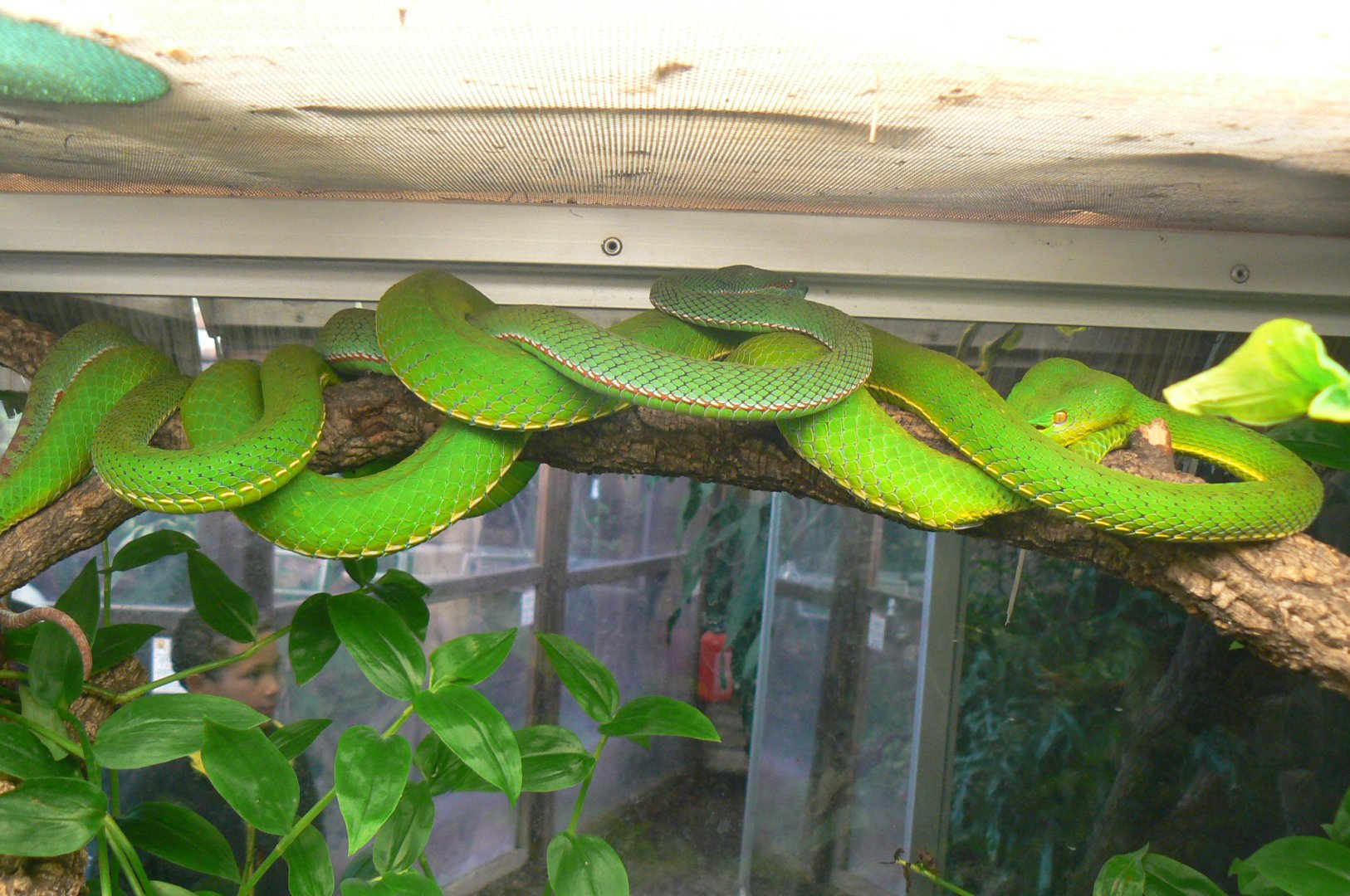 Planet Exotica - Pope's tree vipers