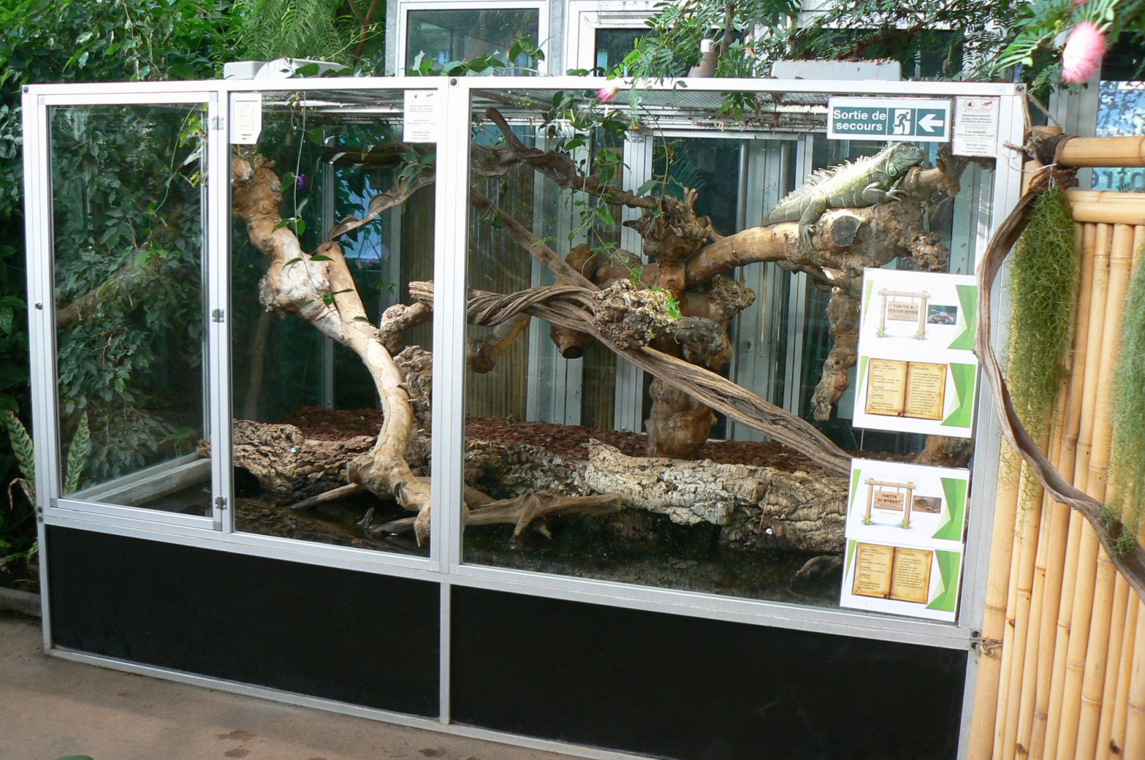 Planet Exotica - Red-bellied short-necked turtles and eastern short-necked turtles terrarium