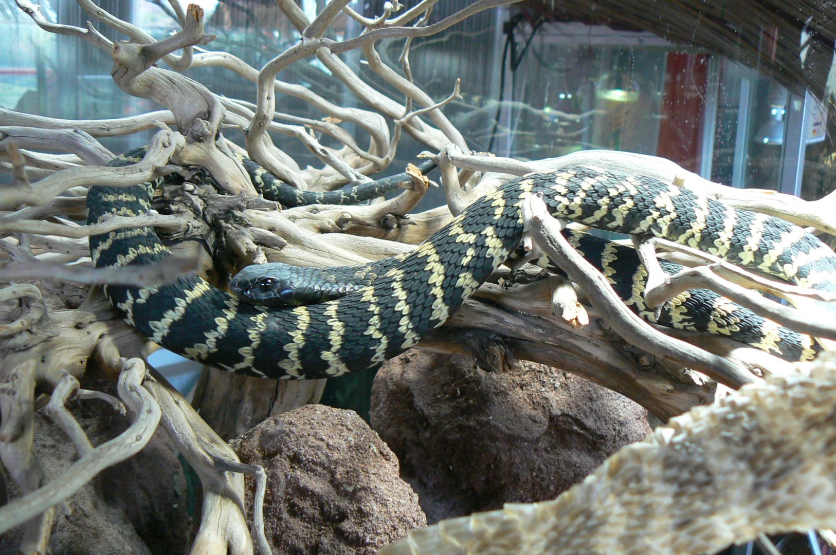 Planet Exotica - Ring-necked spitting cobra