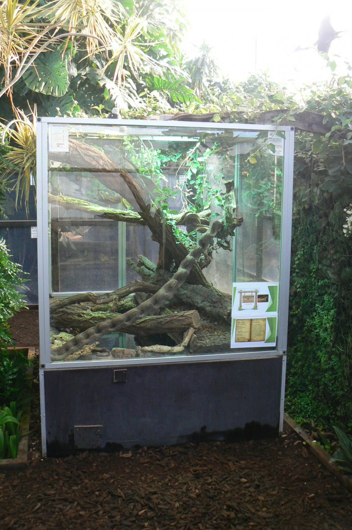 Planet Exotica - Sailfin lizard enclosure