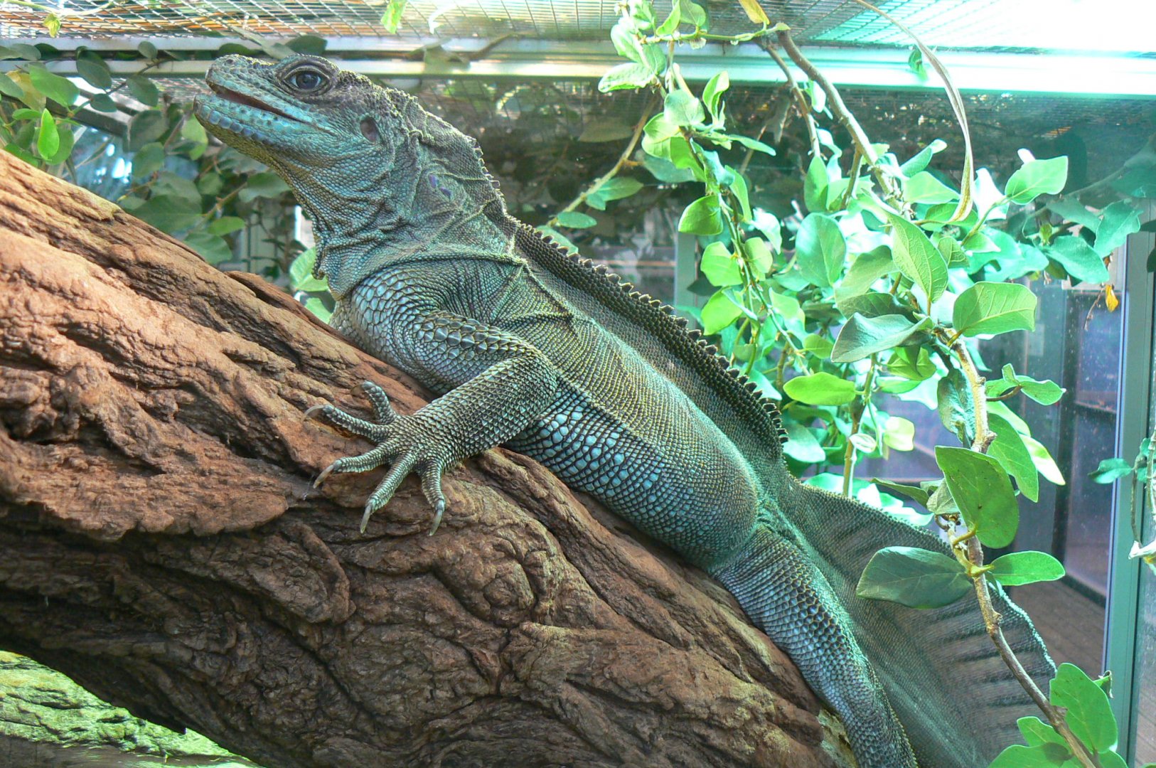 Planet Exotica - Sailfin lizard