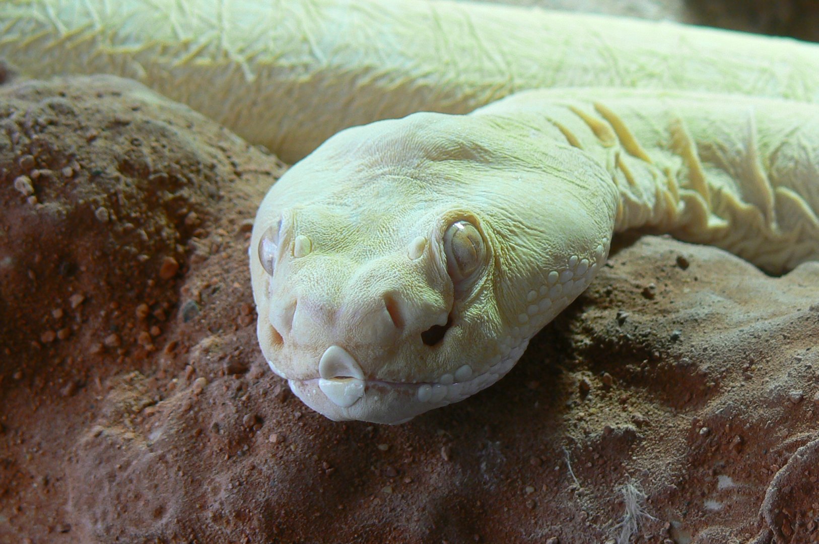 Planet Exotica - Scaleless western diamondback rattlesnake