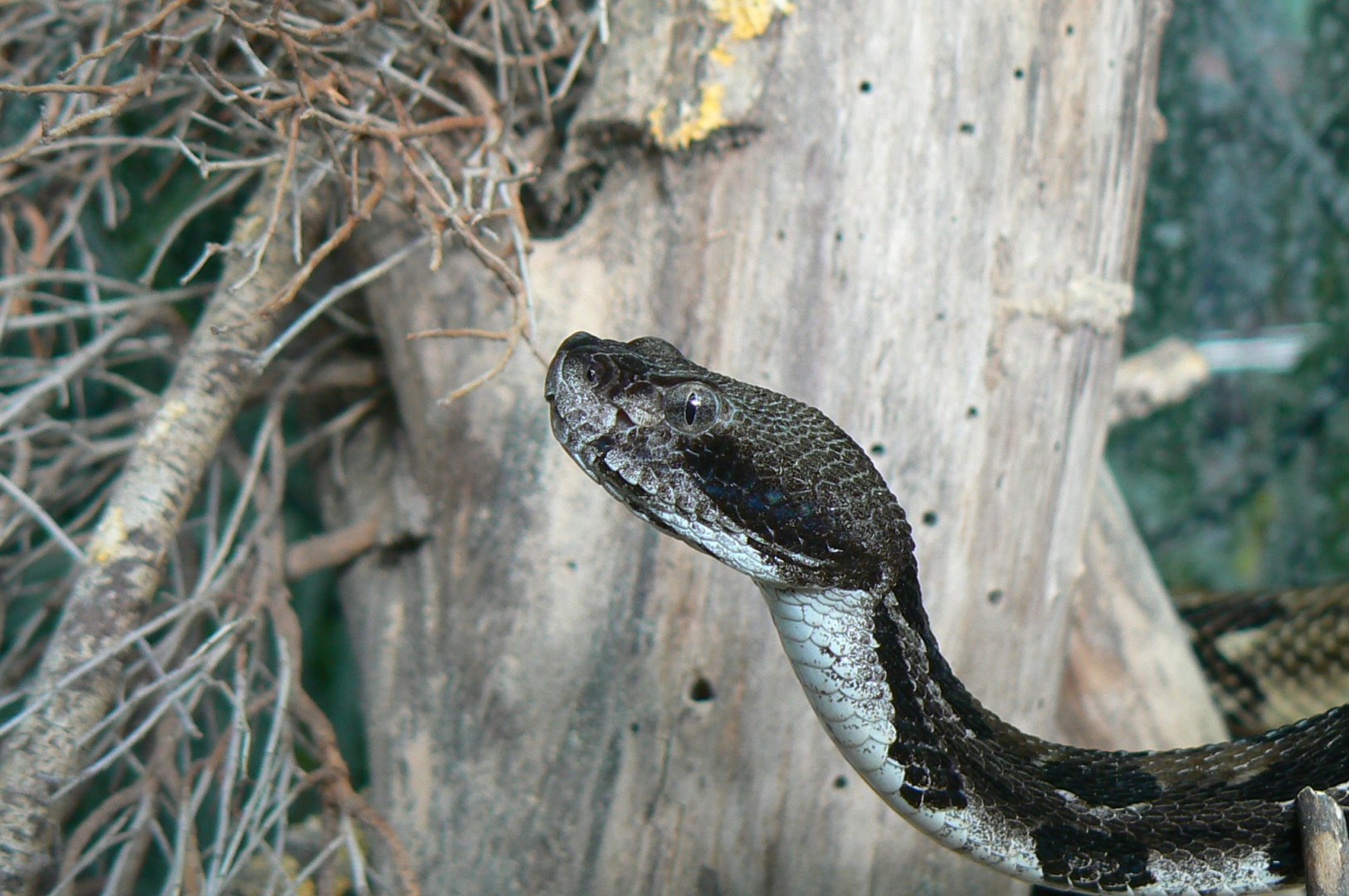 Planet Exotica - Timber rattlesnake