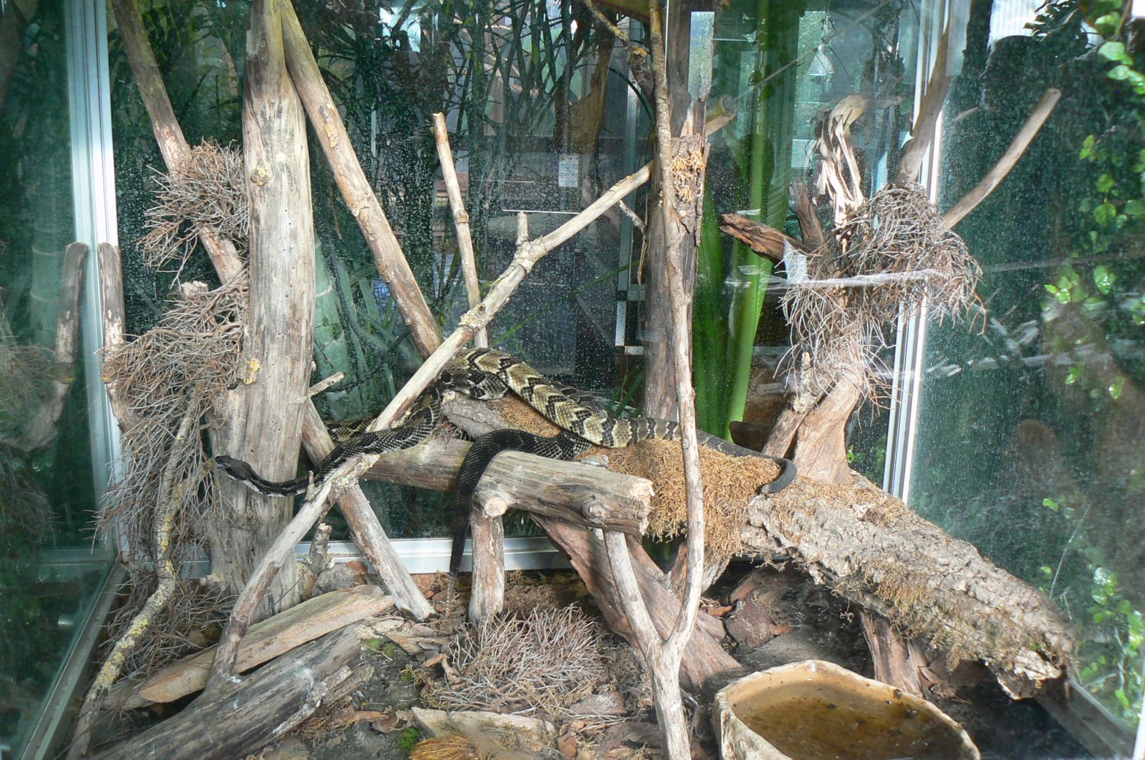Planet Exotica - Timber rattlesnakes terrarium