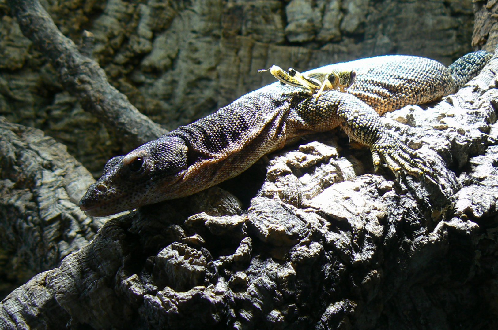 Planet Exotica - Timor monitor