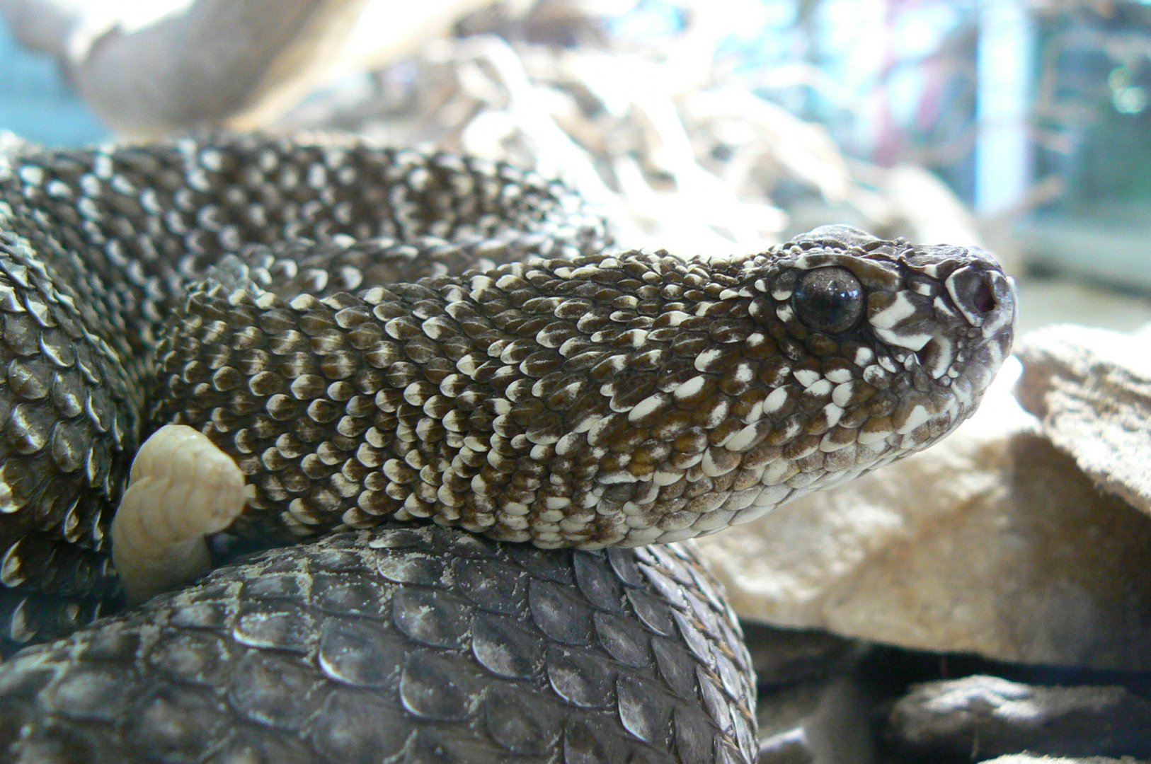 Planet Exotica - Uracoan rattlesnake