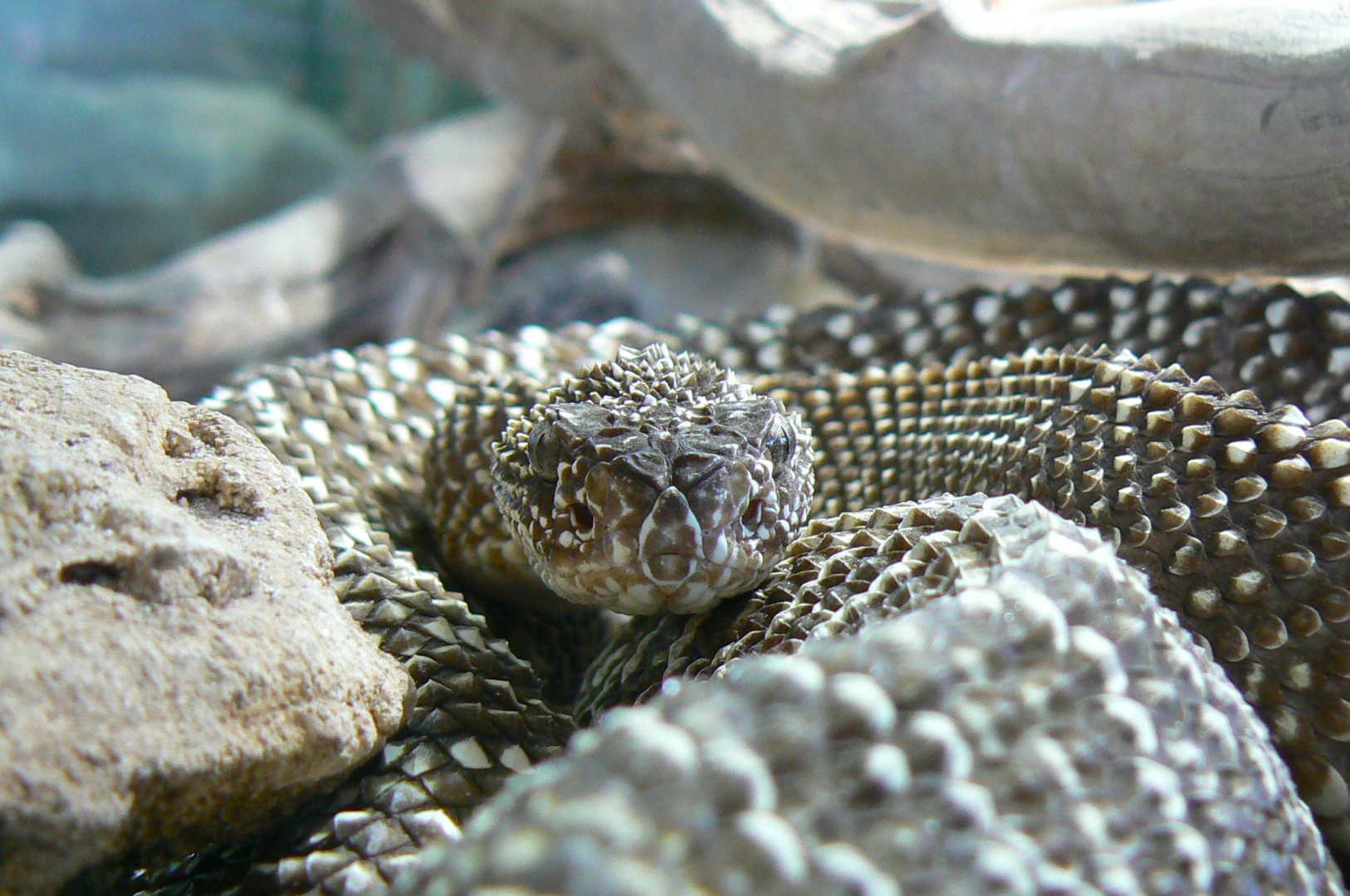 Planet Exotica - Uracoan rattlesnake