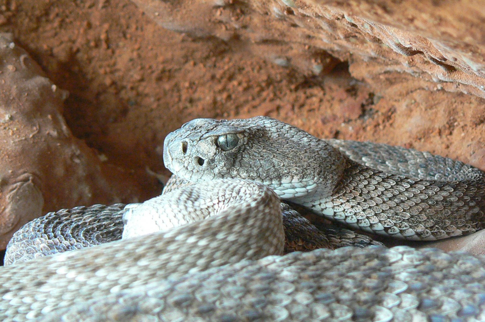 Planet Exotica - Western diamondback rattlesnake