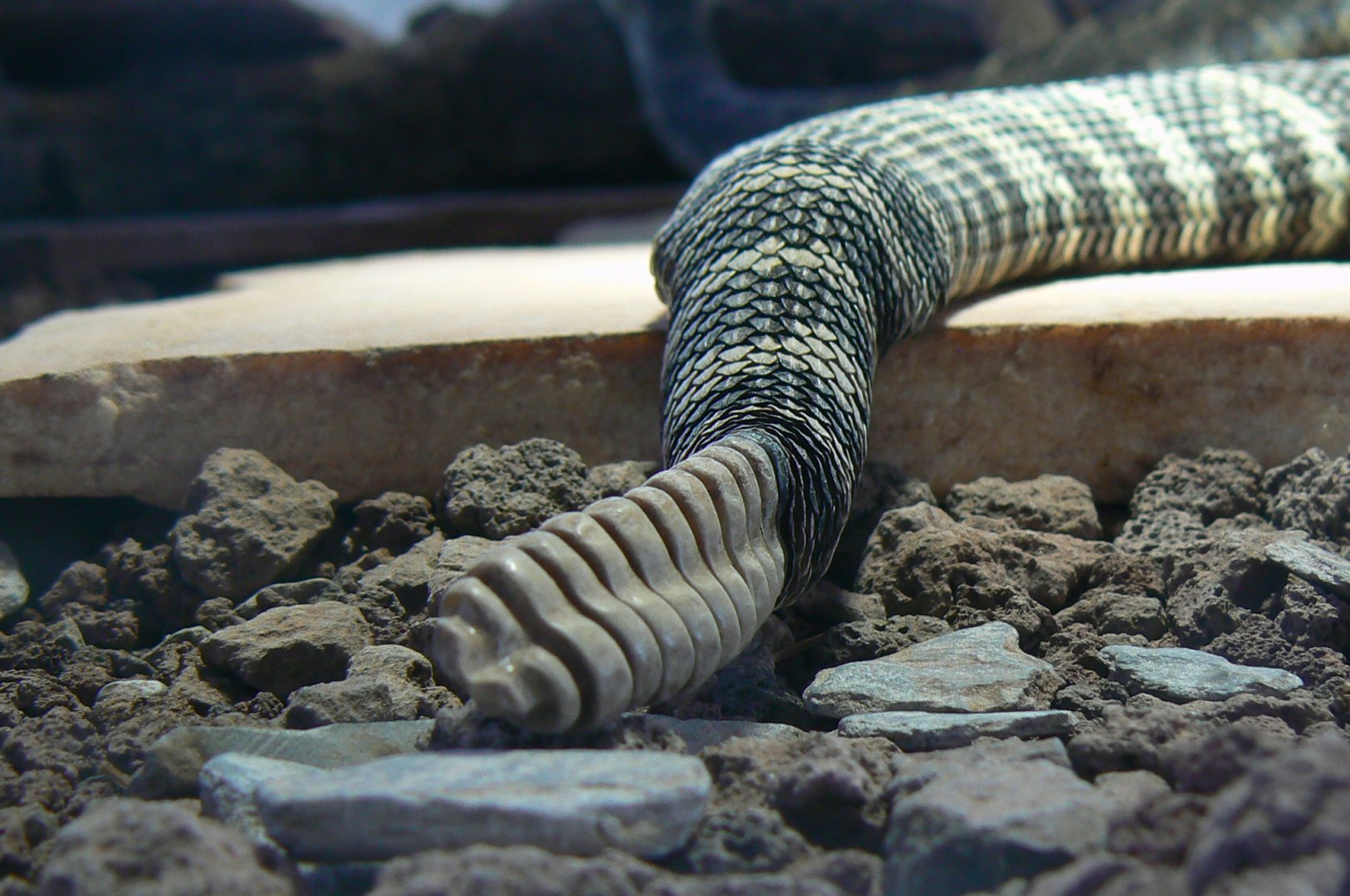 Planet Exotica - Western rattlesnake tail