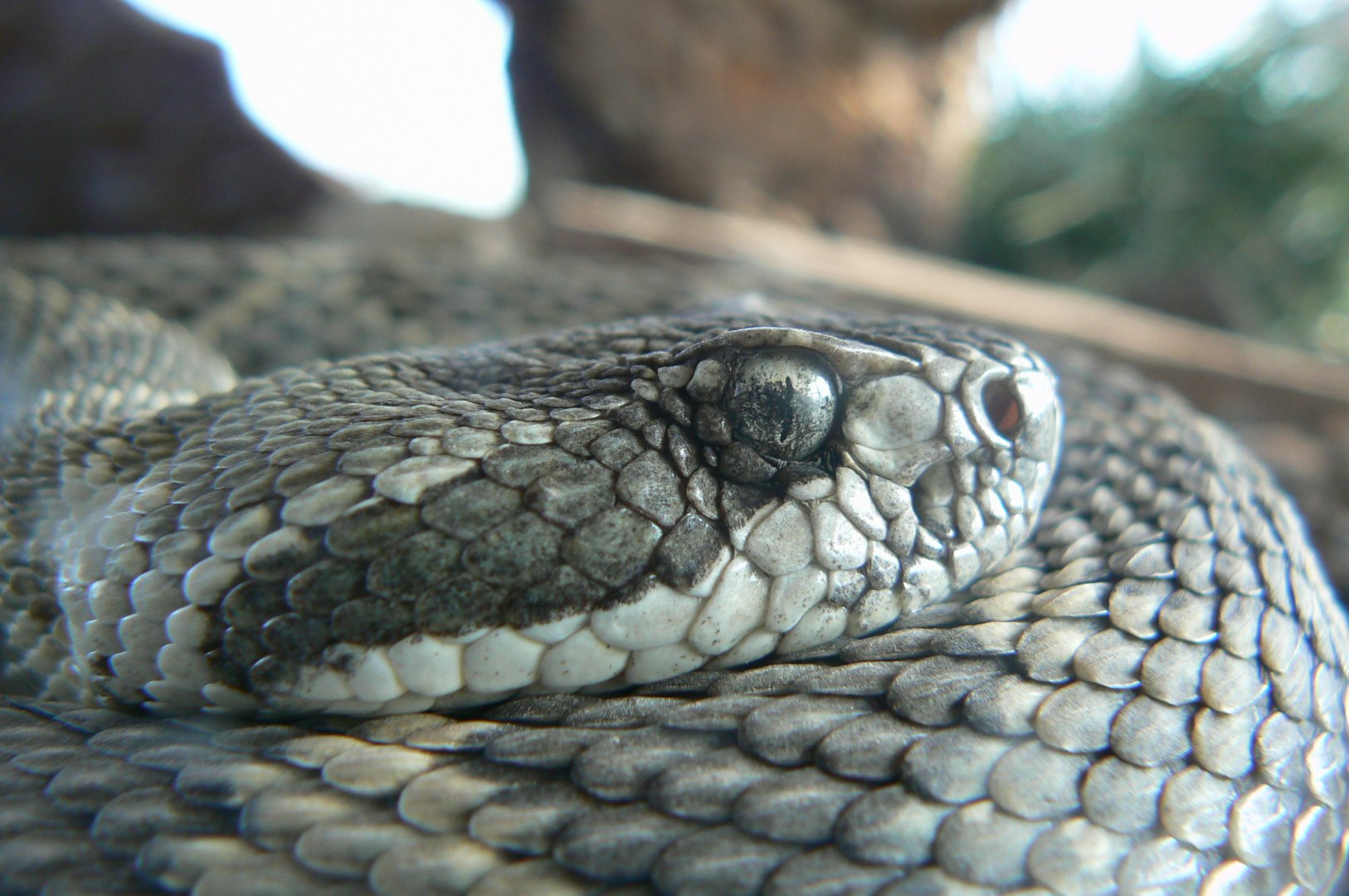 Planet Exotica - Western rattlesnake