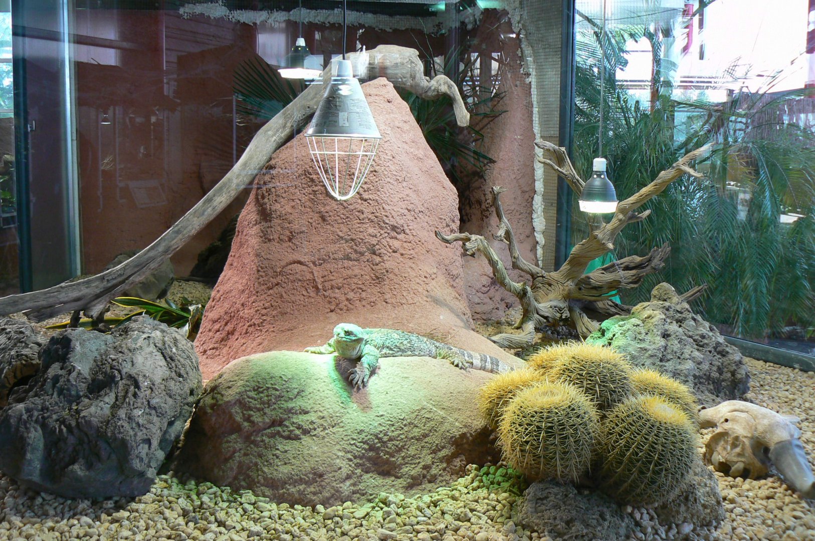 Planet Exotica - White-throated monitor enclosure