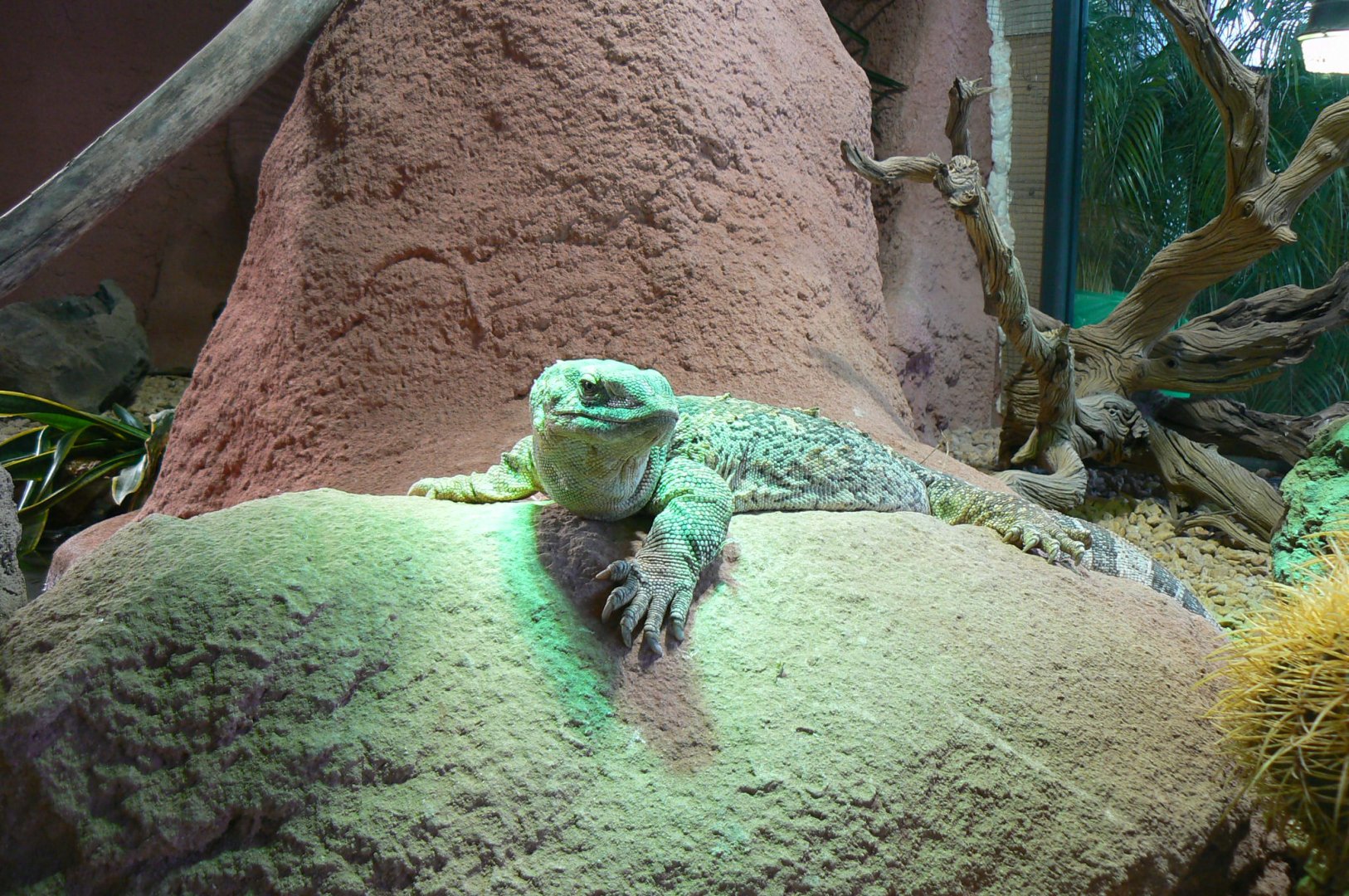 Planet Exotica - White-throated monitor