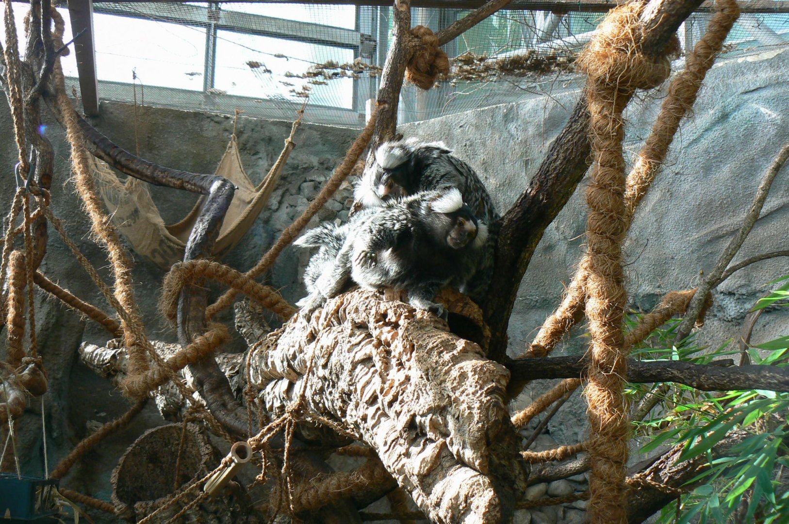 Planet Exotica - White tufted-ear marmosets