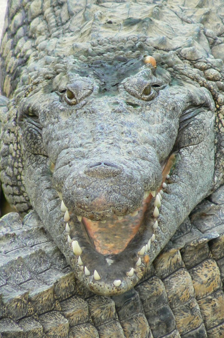 Planète Crocodiles - Adult Nile crocodile