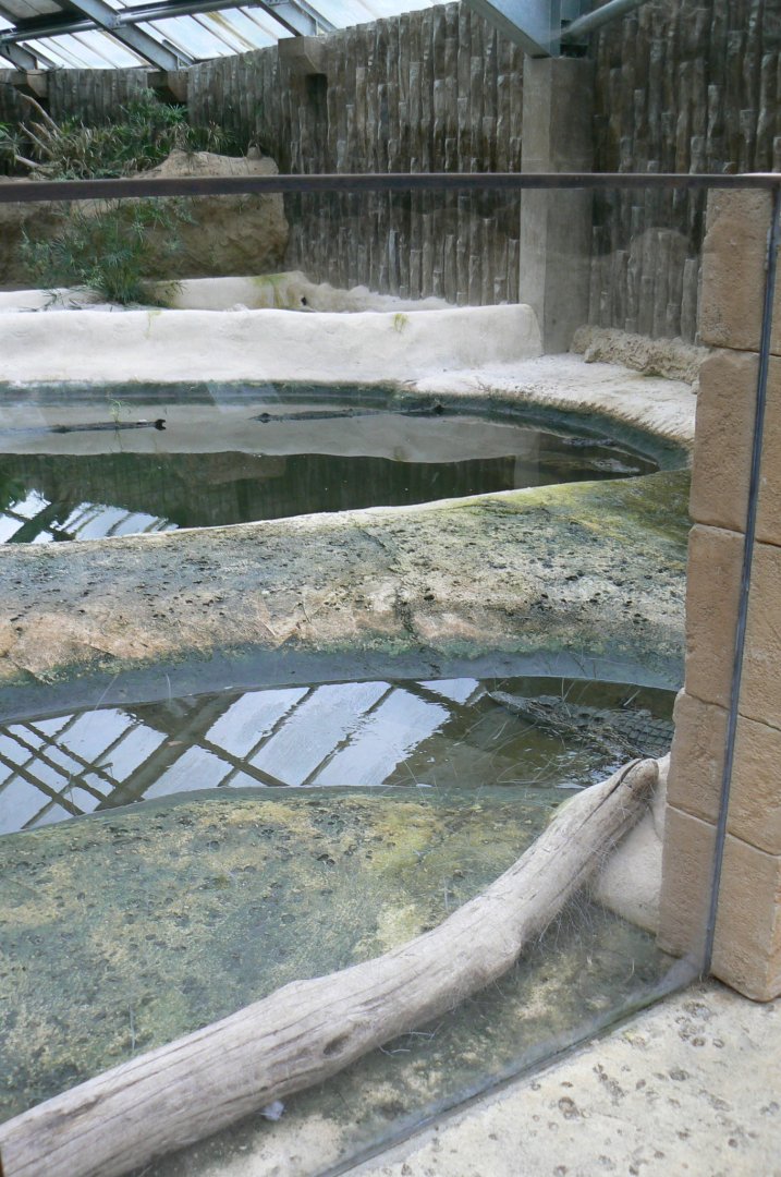 Planète Crocodiles - Adult Nile crocodiles exhibit