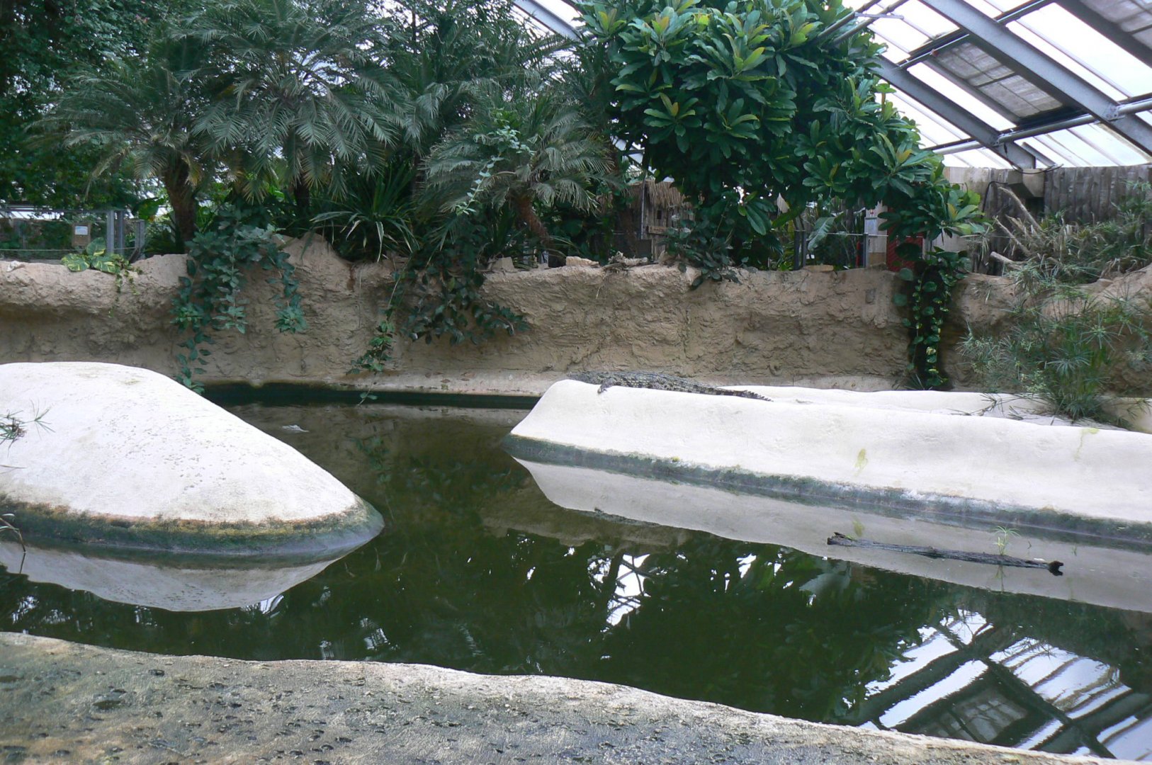 Planète Crocodiles - Adult Nile crocodiles exhibit