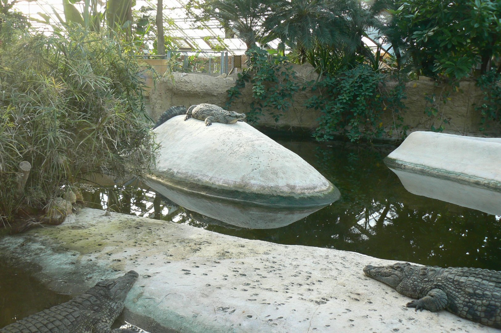 Planète Crocodiles - Adult Nile crocodiles exhibit