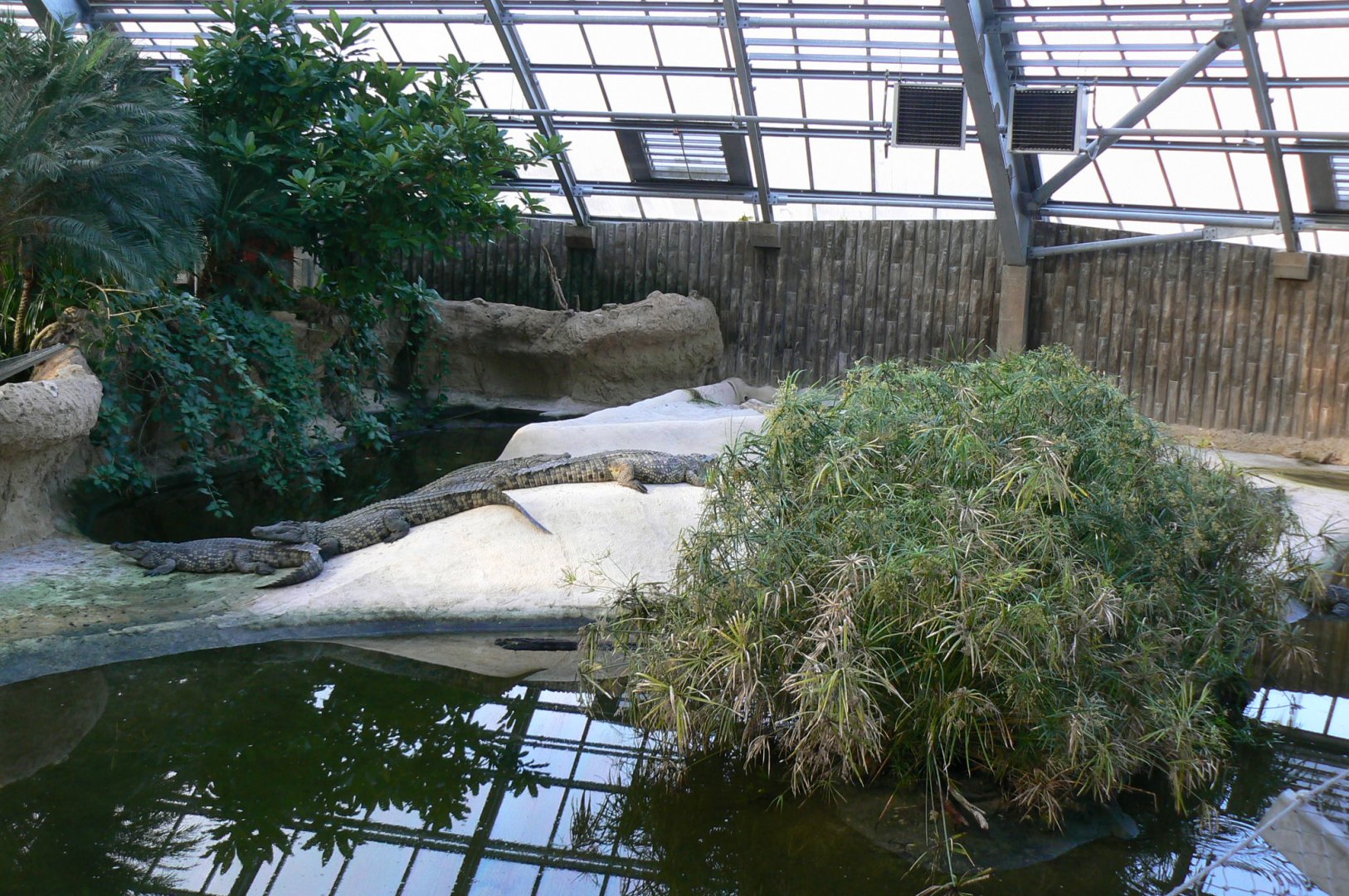 Planète Crocodiles - Adult Nile crocodiles exhibit
