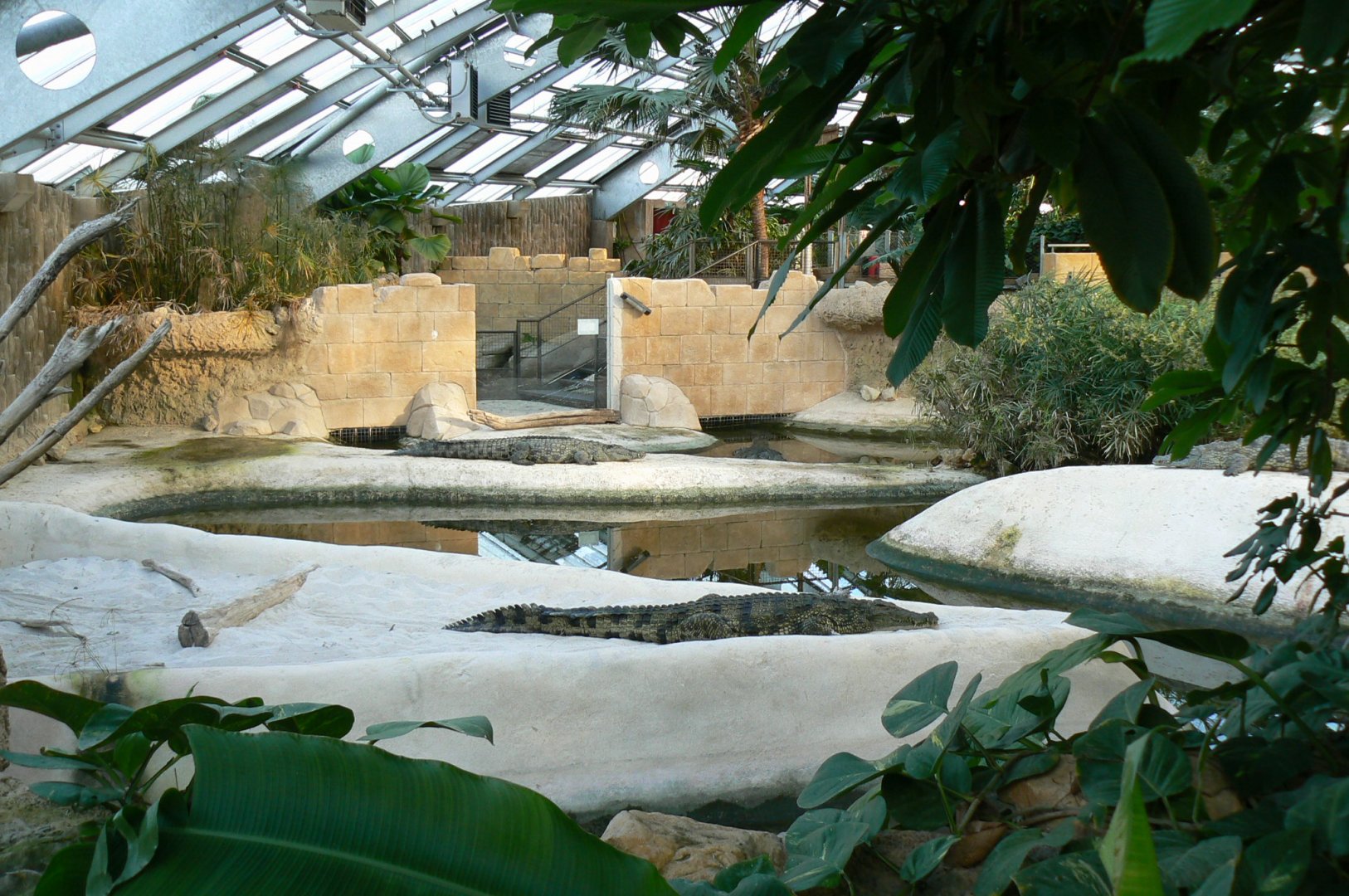 Planète Crocodiles - Adult Nile crocodiles exhibit