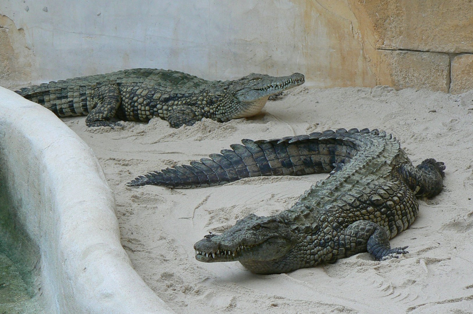 Planète Crocodiles - Adult Nile crocodiles