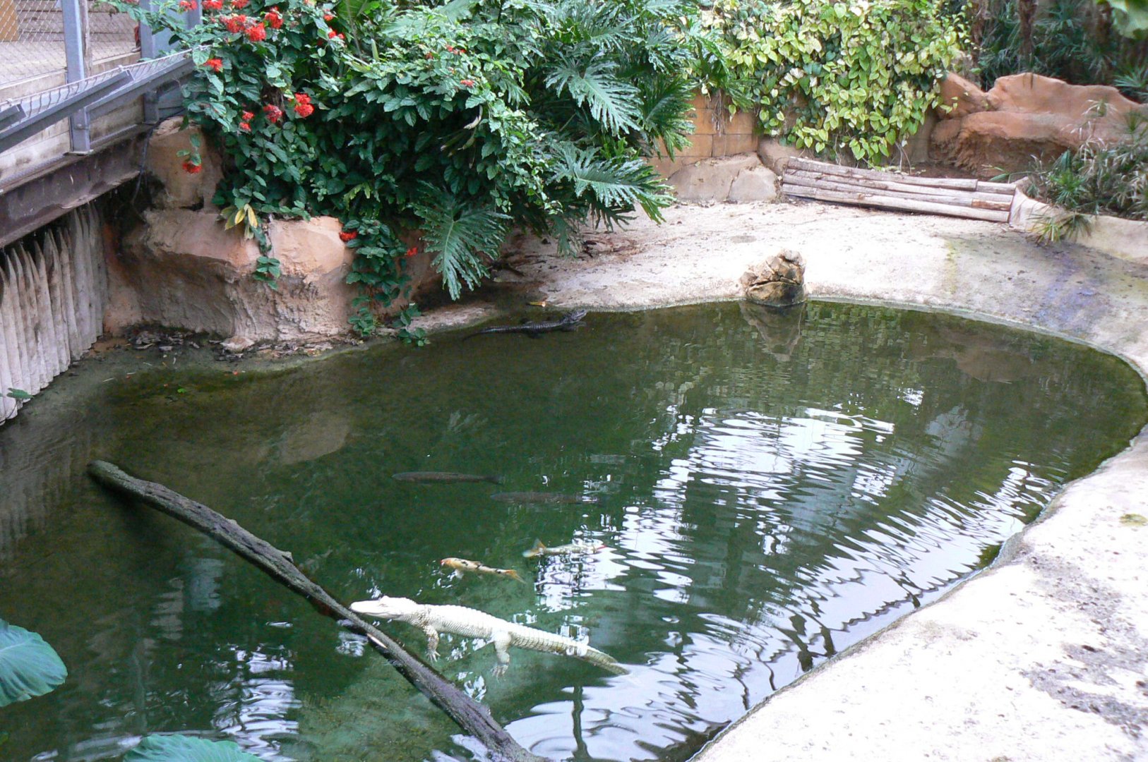 Planète Crocodiles - Albino alligator and spectacled caimans exhibit