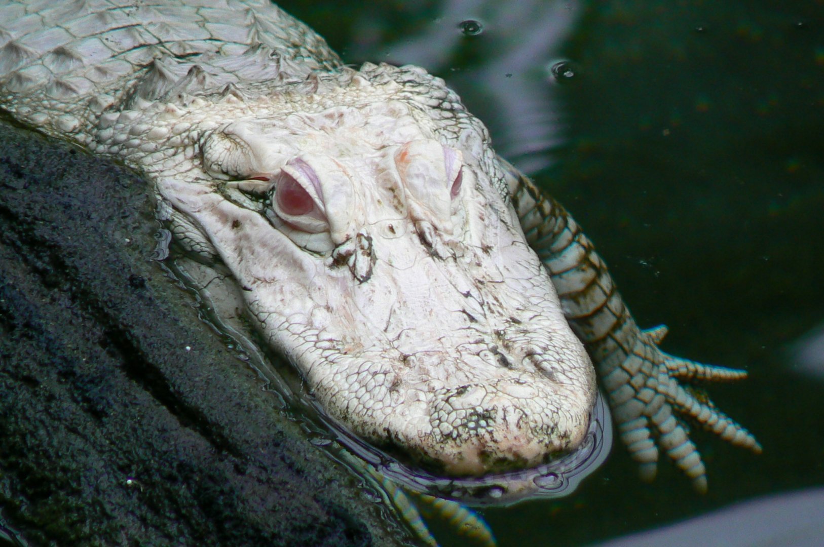 Planète Crocodiles - Albino alligator called Dundee